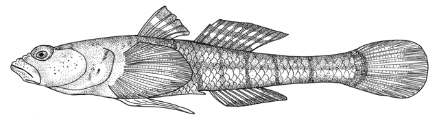 Knipowitschia iljini (Knipowitschia iljini) |commons:File:Knipowitschia iljini.gif