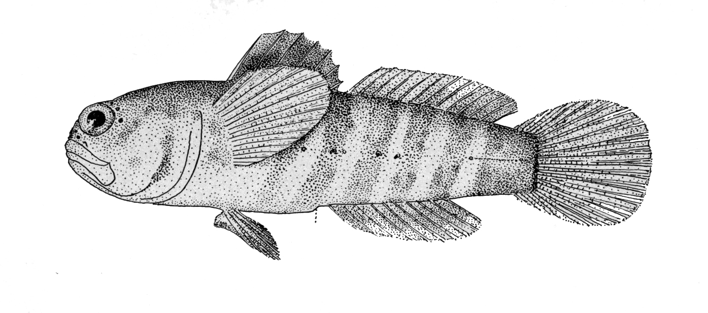 Knobchin Goby (Gobiosoma nudum) |commons:File:Gobiosoma nudum.jpg