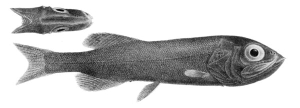 Koefed's Searsid (Searsia koefoedi) |commons:File:Searsia koefoedi.jpg