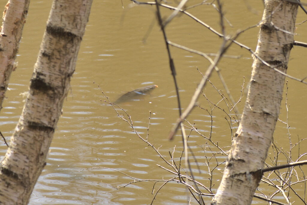 Koi (Cyprinus carpio) |commons:File:20210403 Cyprinus carpio.jpg