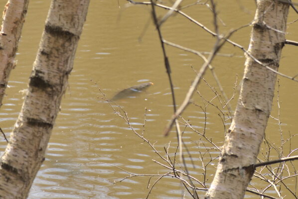 Koi (Cyprinus carpio) |commons:File:20210403 Cyprinus carpio.jpg