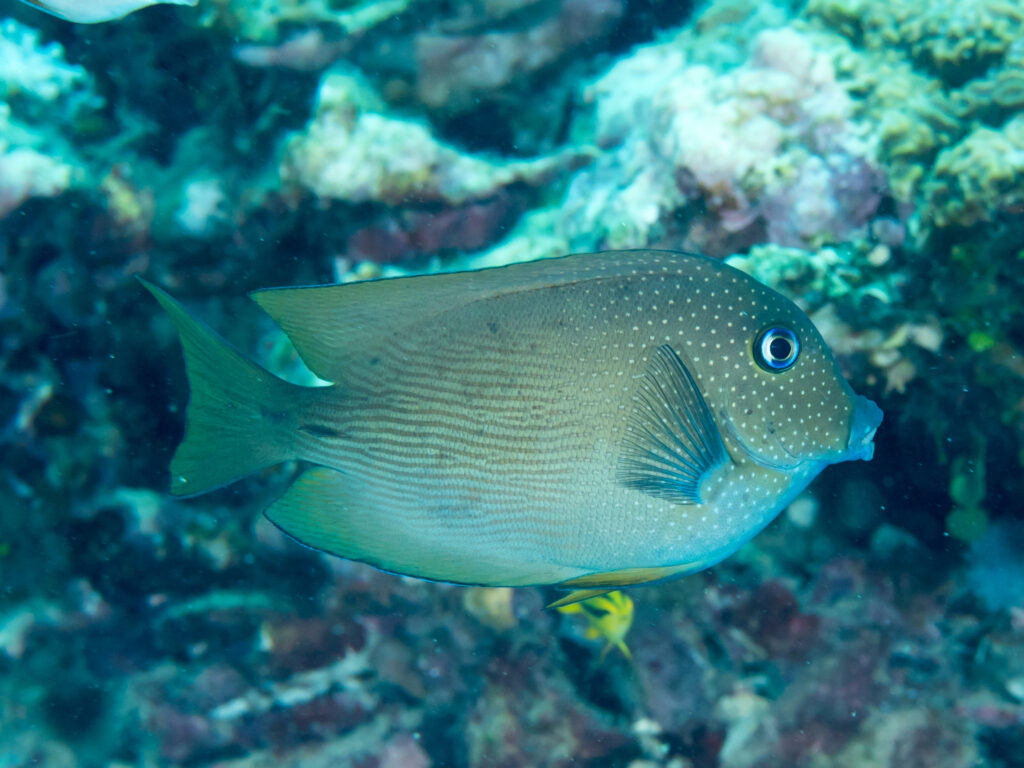 Kole Yellow Eye Ctenochaetus cyanocheilus