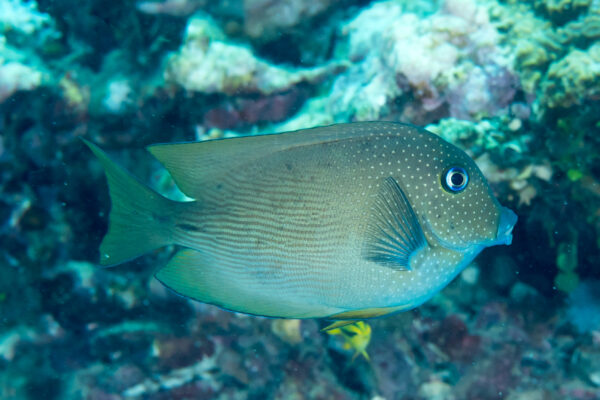 Kole Yellow Eye Ctenochaetus cyanocheilus