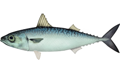 Kolyoz Scomber japonicus