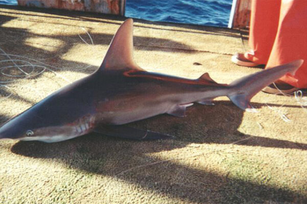Köpekbalığı Carcharhinus plumbeus