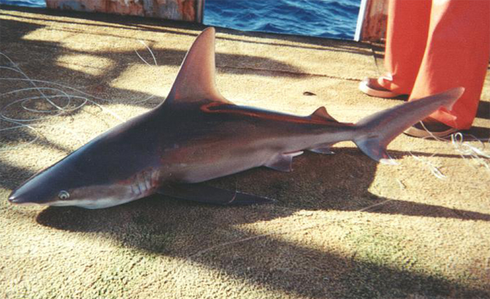 Köpekbalığı Carcharhinus plumbeus