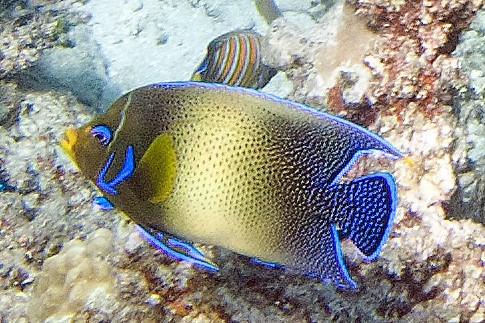 Koran Angelfish (Pomacanthus semicirculatus) |commons:File:Pomacanthus semicirculatus, Fiyi.jpg