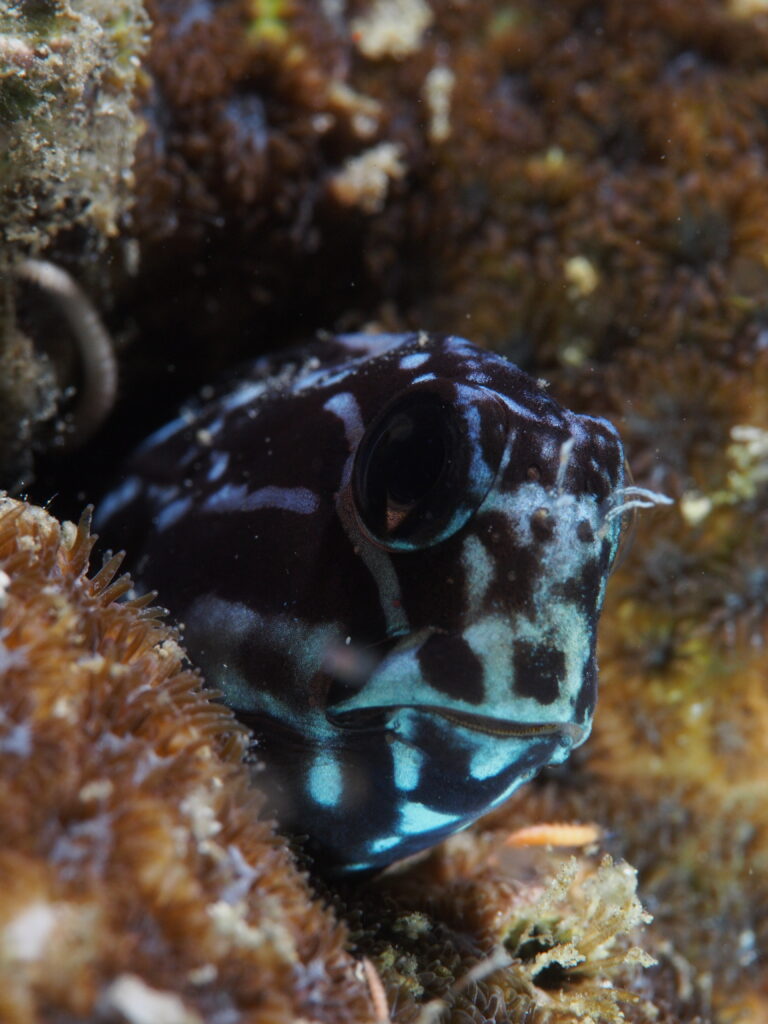 Koyu Blenny Atrosalarias fuscus