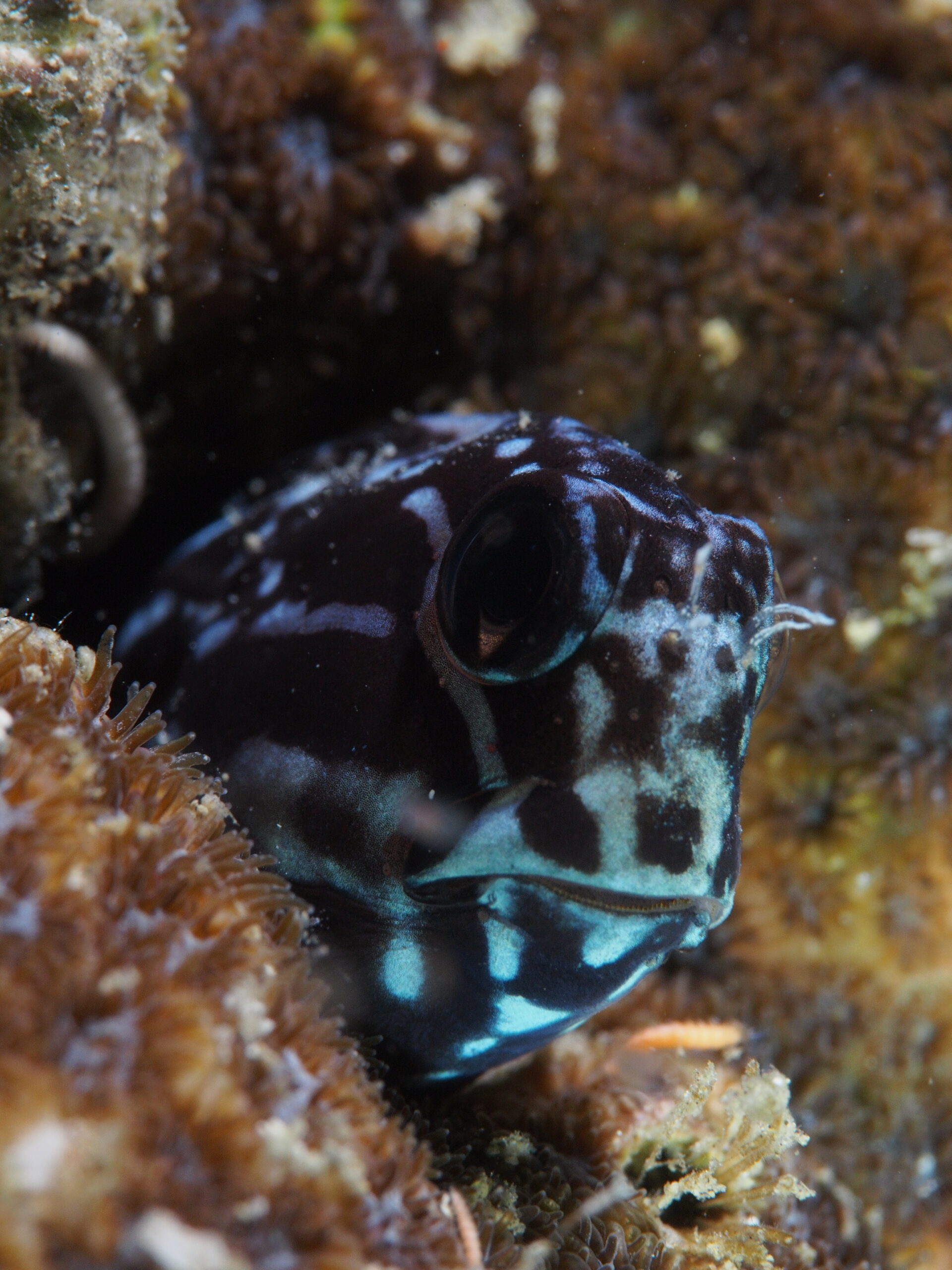 Koyu Blenny Atrosalarias fuscus