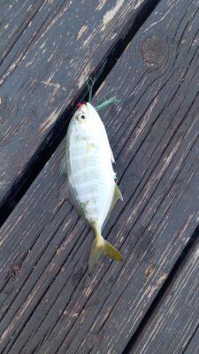 kral balik (Caranx crysos) |commons:File:Blue Runner (Caranx crysos).jpg