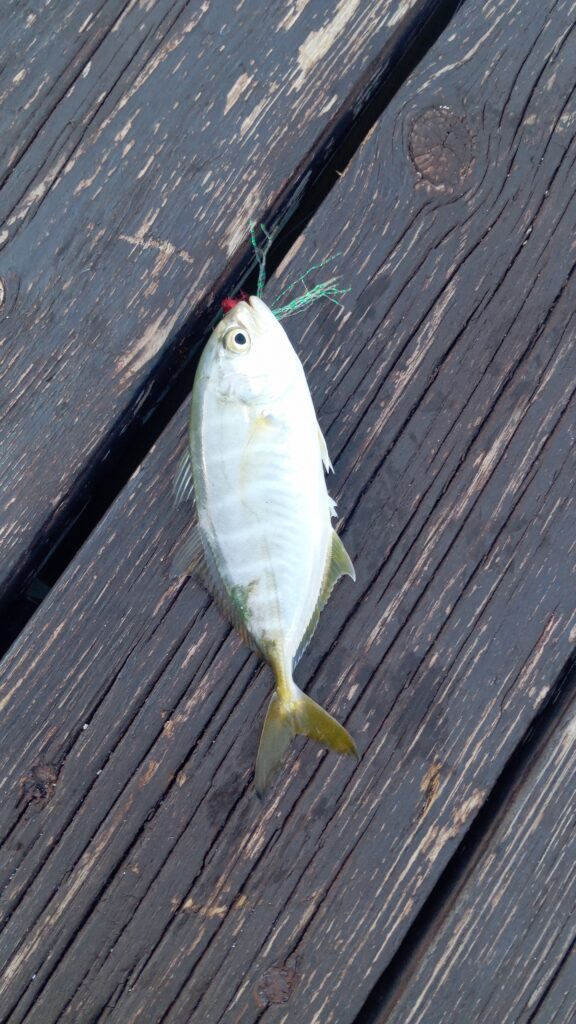 kral balik (Caranx crysos) |commons:File:Blue Runner (Caranx crysos).jpg