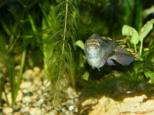 Kribensis (Pelvicachromis pulcher) |commons:File:Cichlidae Pelvicachromis pulcher 3.jpg