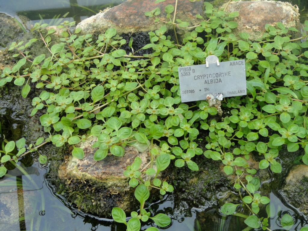 Kriptokorin Albida (Cryptocoryne albida) |commons:File:Cryptocoryne albida - Copenhagen Botanical Garden - DSC07958.JPG