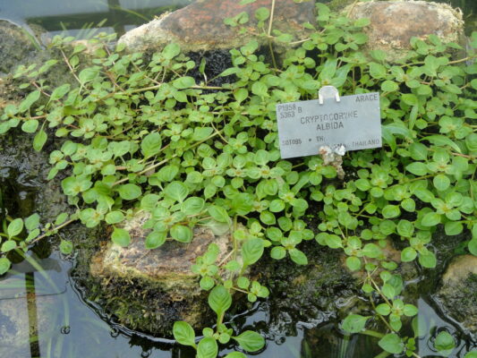 Kriptokorin Albida (Cryptocoryne albida) |commons:File:Cryptocoryne albida - Copenhagen Botanical Garden - DSC07958.JPG