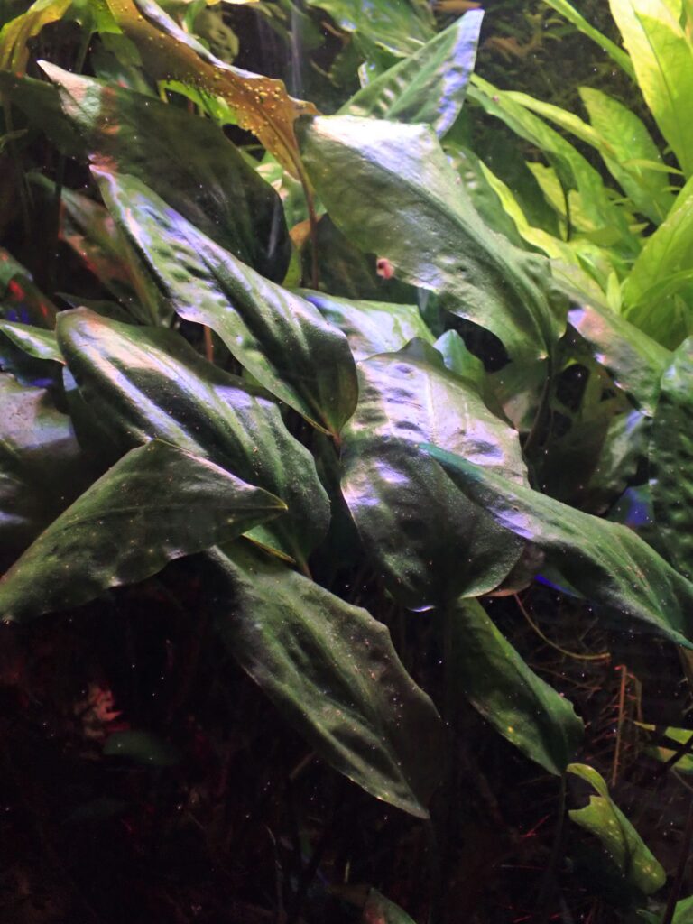 Kriptokorin Cordata (Cryptocoryne cordata) |commons:File:Cryptocoryne cordata kz01.jpg