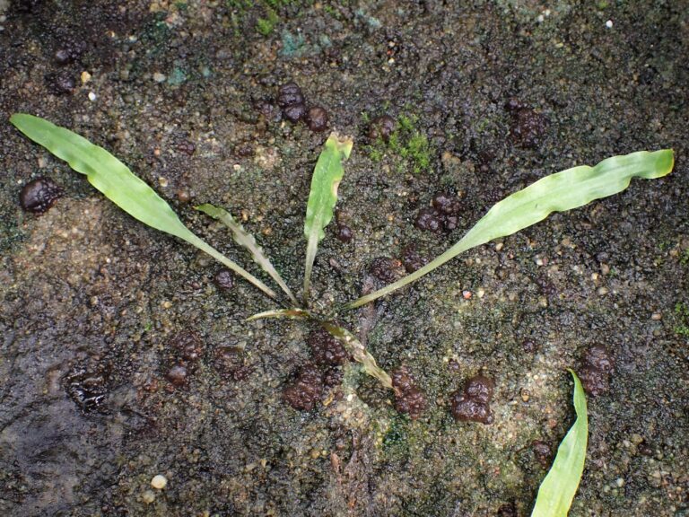 Kriptokorin Crispatula (Cryptocoryne crispatula) |commons:File:Cryptocoryne crispatula kz01.jpg