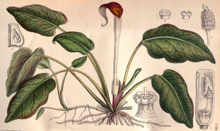 Kriptokorin Griffithii (Cryptocoryne griffithii) |commons:File:Cryptocoryne griffithii CBM.png
