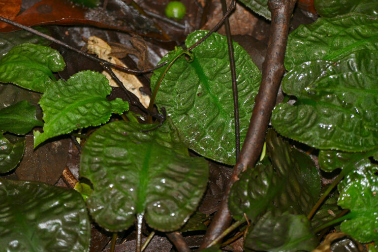 Kriptokorin Longicauda (Cryptocoryne longicauda) |commons:File:Aquatic Aroids (Cryptocoryne longicauda) (22721883354).jpg