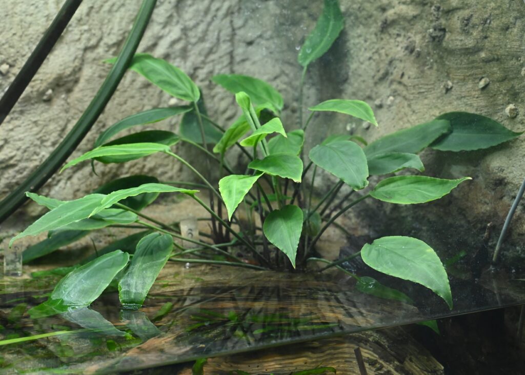 Kriptokorin Nevillii (Cryptocoryne nevillii) |commons:File:Cryptocoryne nevillii kz01.jpg