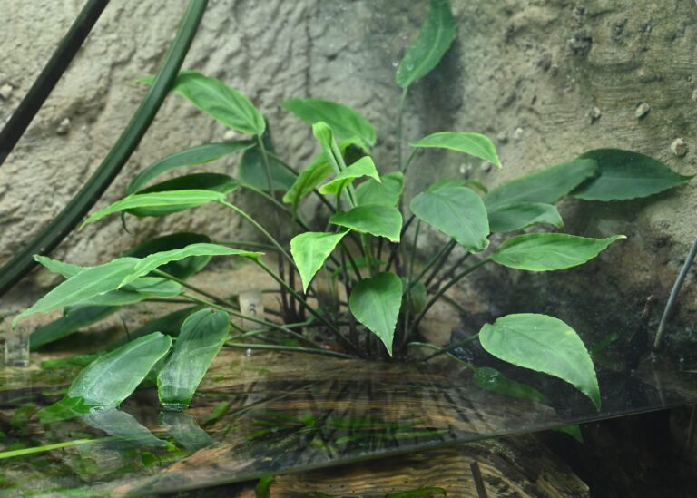 Kriptokorin Nevillii (Cryptocoryne nevillii) |commons:File:Cryptocoryne nevillii kz01.jpg
