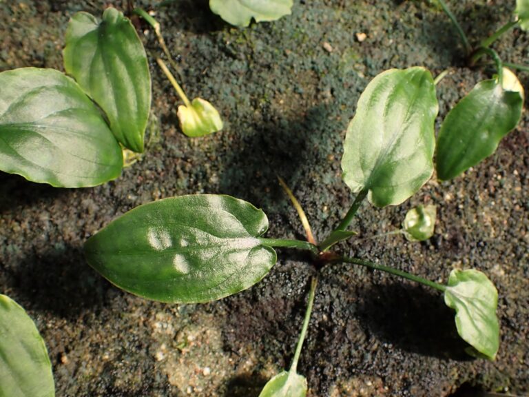 Kriptokorin Noritoi (Cryptocoryne noritoi) |commons:File:Cryptocoryne noritoi kz01.jpg
