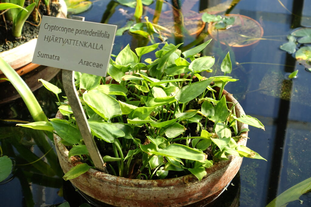 Kriptokorin Pontederiifolia (Cryptocoryne pontederiifolia) |commons:File:Cryptocoryne pontederiifolia - Victoriahuset, Bergianska trädgården - Stockholm, Sweden - DSC00254.JPG