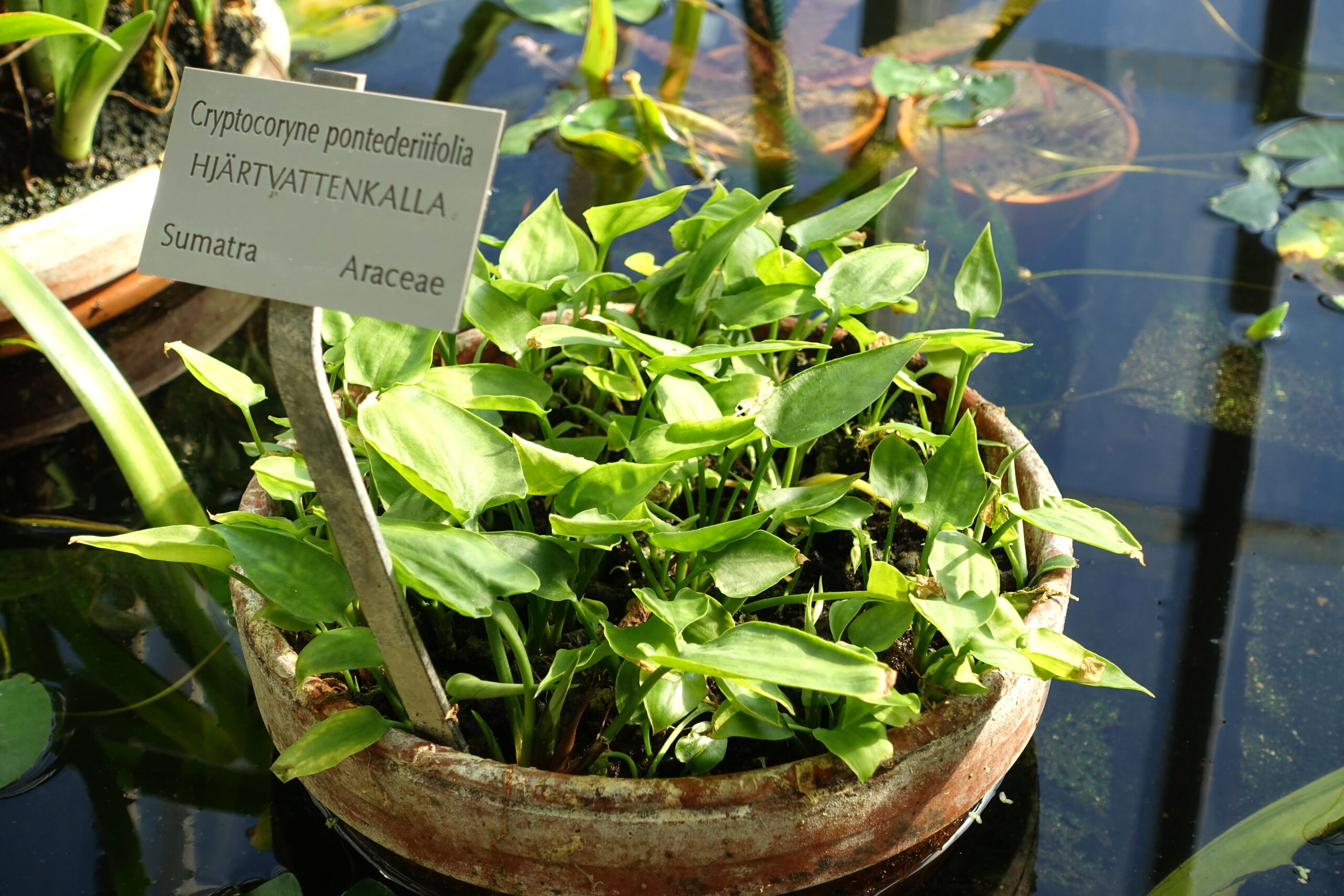 Kriptokorin Pontederiifolia (Cryptocoryne pontederiifolia) |commons:File:Cryptocoryne pontederiifolia - Victoriahuset, Bergianska trädgården - Stockholm, Sweden - DSC00254.JPG