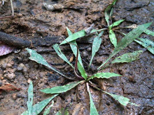 Kriptokorin Spiralis (Cryptocoryne spiralis) |commons:File:Fig. 06 Cryptocoryne spiralis.jpg