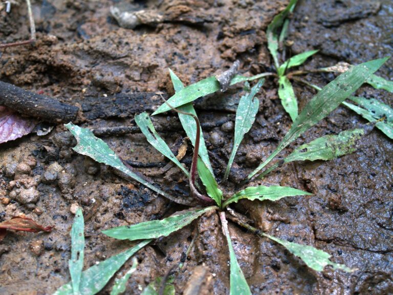 Kriptokorin Spiralis (Cryptocoryne spiralis) |commons:File:Fig. 06 Cryptocoryne spiralis.jpg