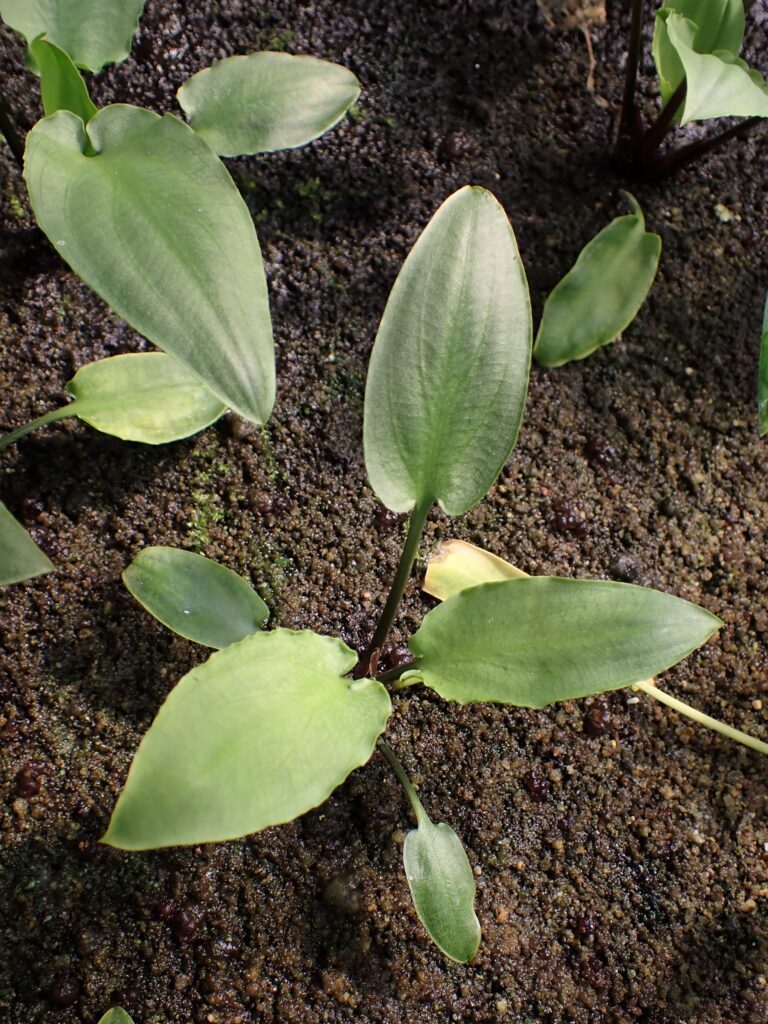 Kriptokorin Vietnamensis (Cryptocoryne vietnamensis) |commons:File:Cryptocoryne vietnamensis kz01.jpg