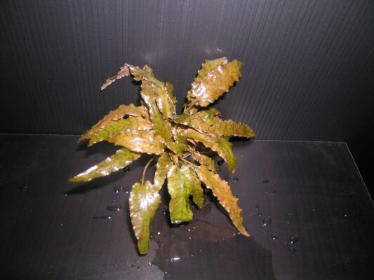 Kriptokorin Wendtii (Cryptocoryne wendtii) |commons:File:-Cryptocoryne wendtii- from Tropica farm.JPG