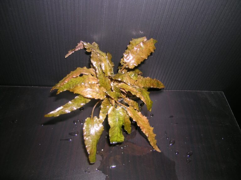 Kriptokorin Wendtii (Cryptocoryne wendtii) |commons:File:-Cryptocoryne wendtii- from Tropica farm.JPG