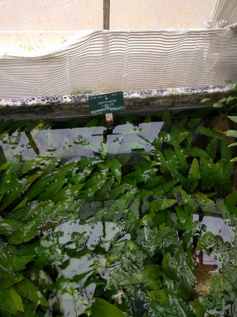 Kriptokorin Willisii (Cryptocoryne willisii) |commons:File:Cryptocoryne x Willisii.jpg