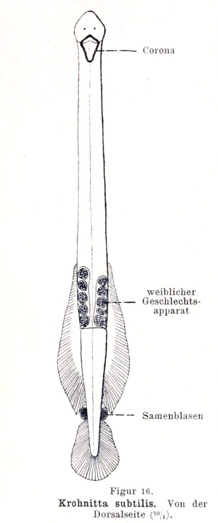 Krohnitta subtilis Krohnitta subtilis