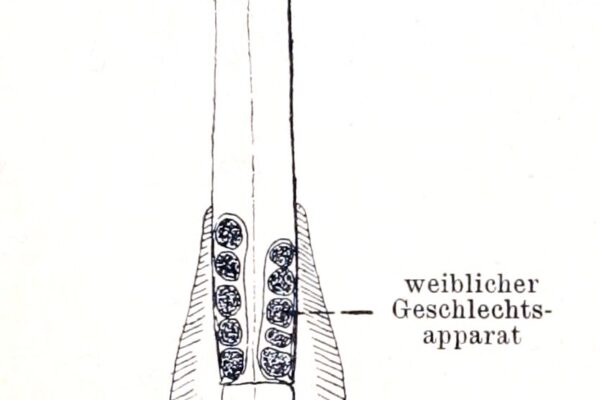 Krohnitta subtilis Krohnitta subtilis