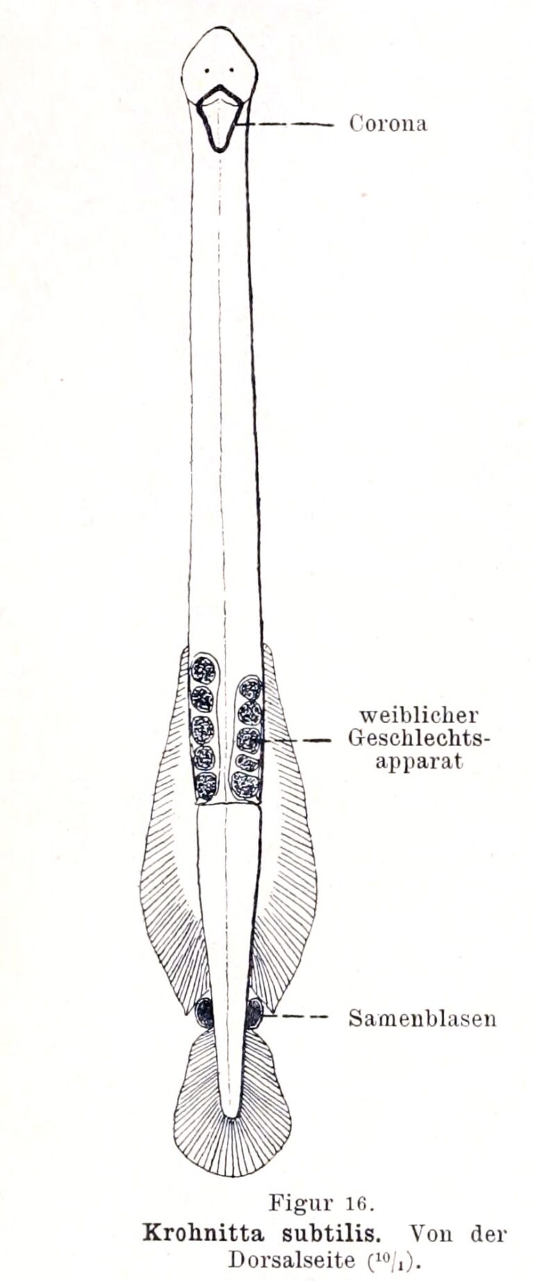 Krohnitta subtilis Krohnitta subtilis