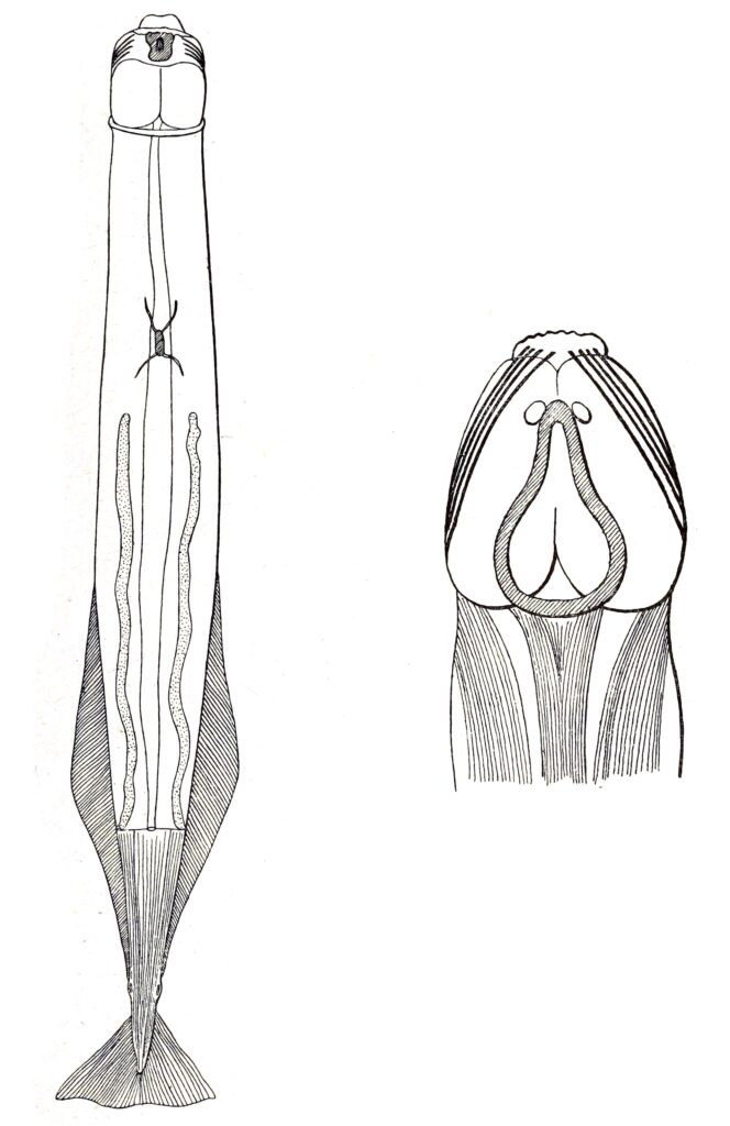 Krohnittella boureei Krohnittella boureei