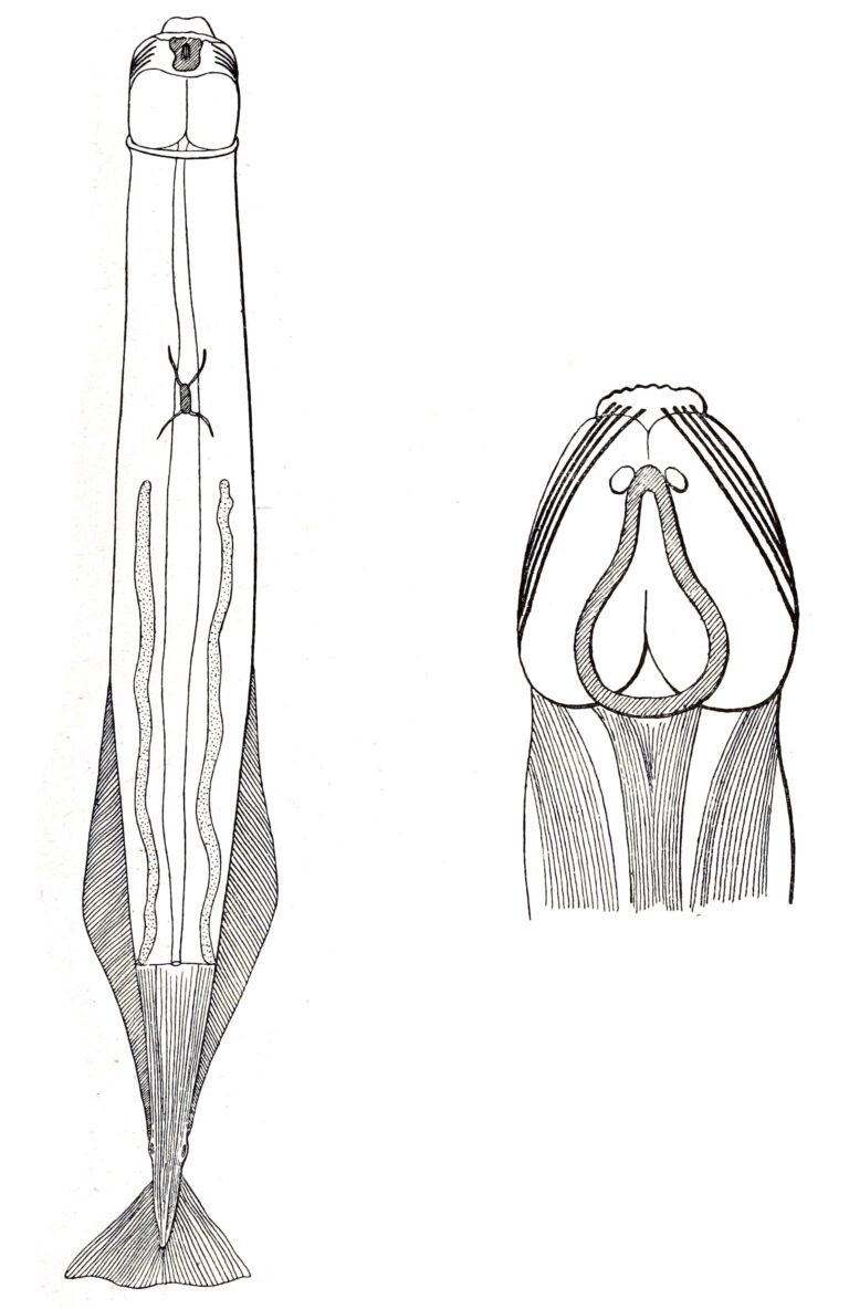 Krohnittella boureei Krohnittella boureei