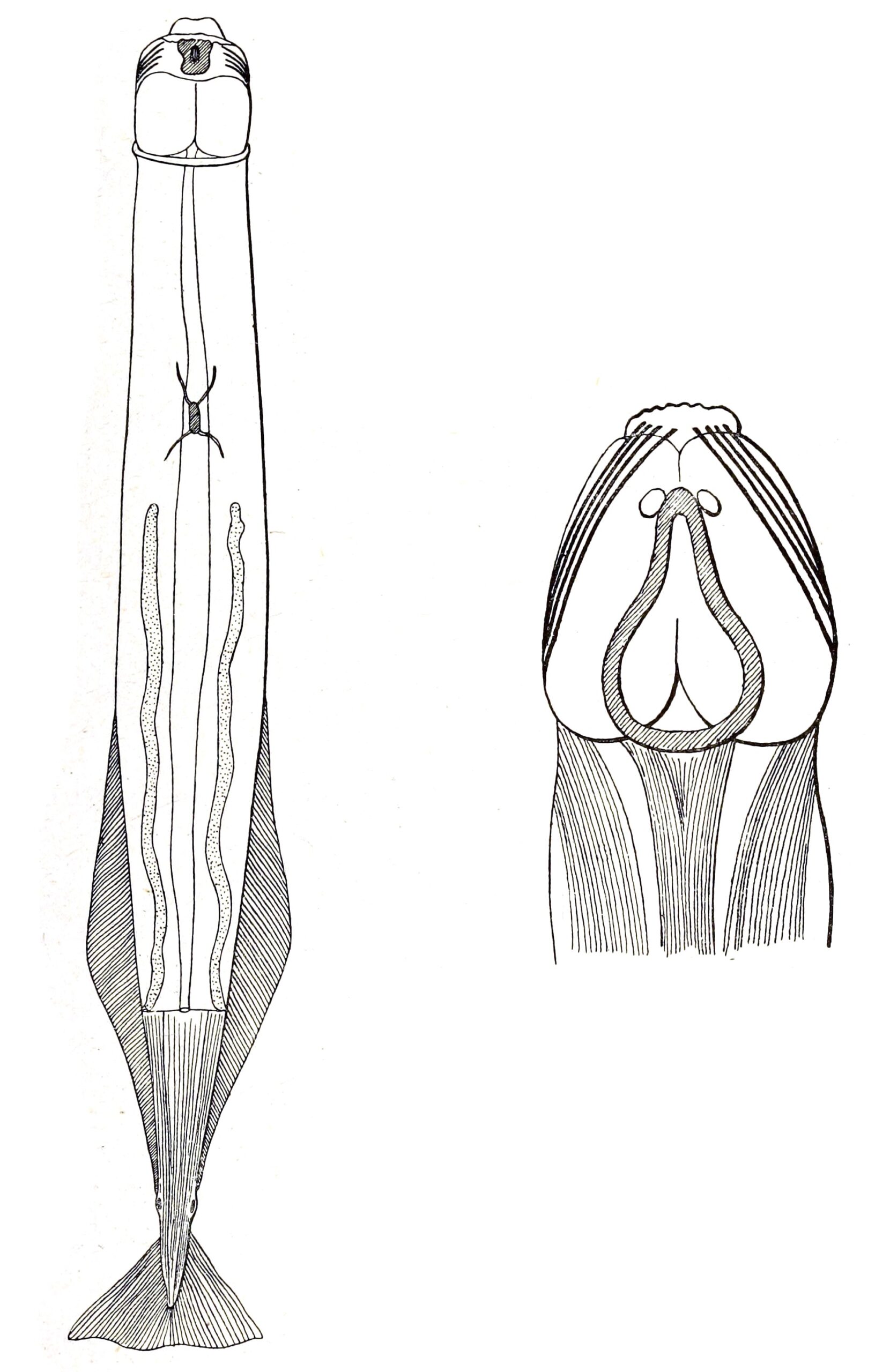 Krohnittella boureei Krohnittella boureei