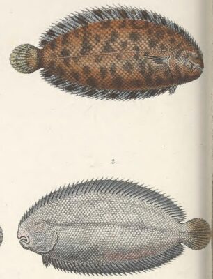 kucuk dil baligi (Monochirus hispidus) |commons:File:Monochirus hispidus.jpg