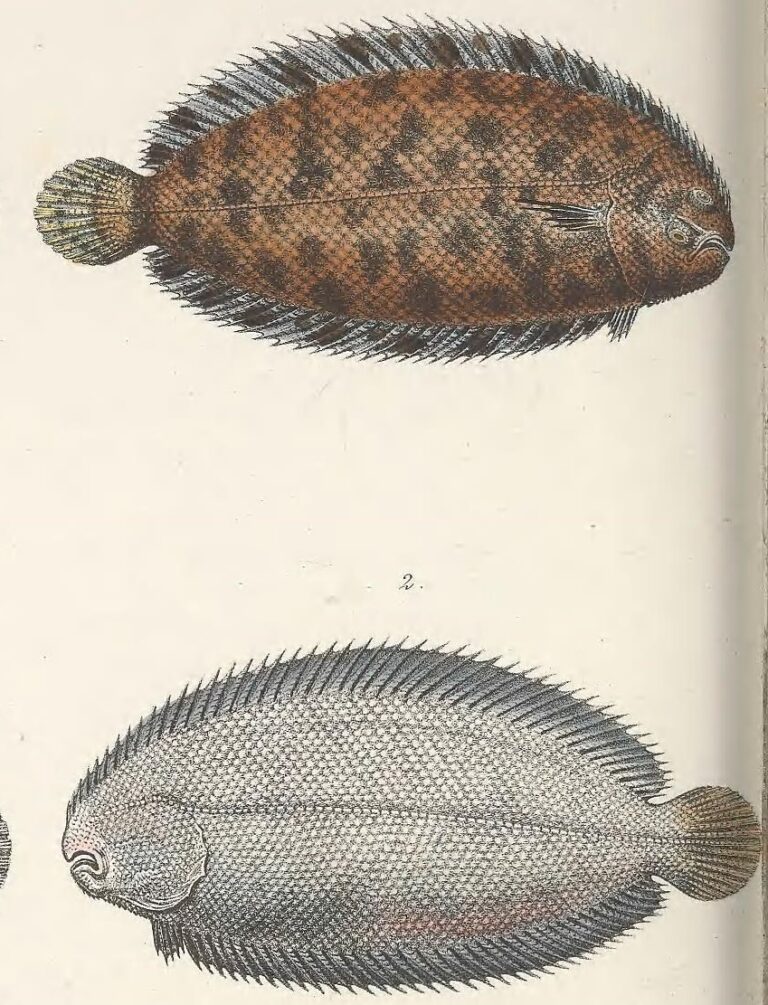 kucuk dil baligi (Monochirus hispidus) |commons:File:Monochirus hispidus.jpg