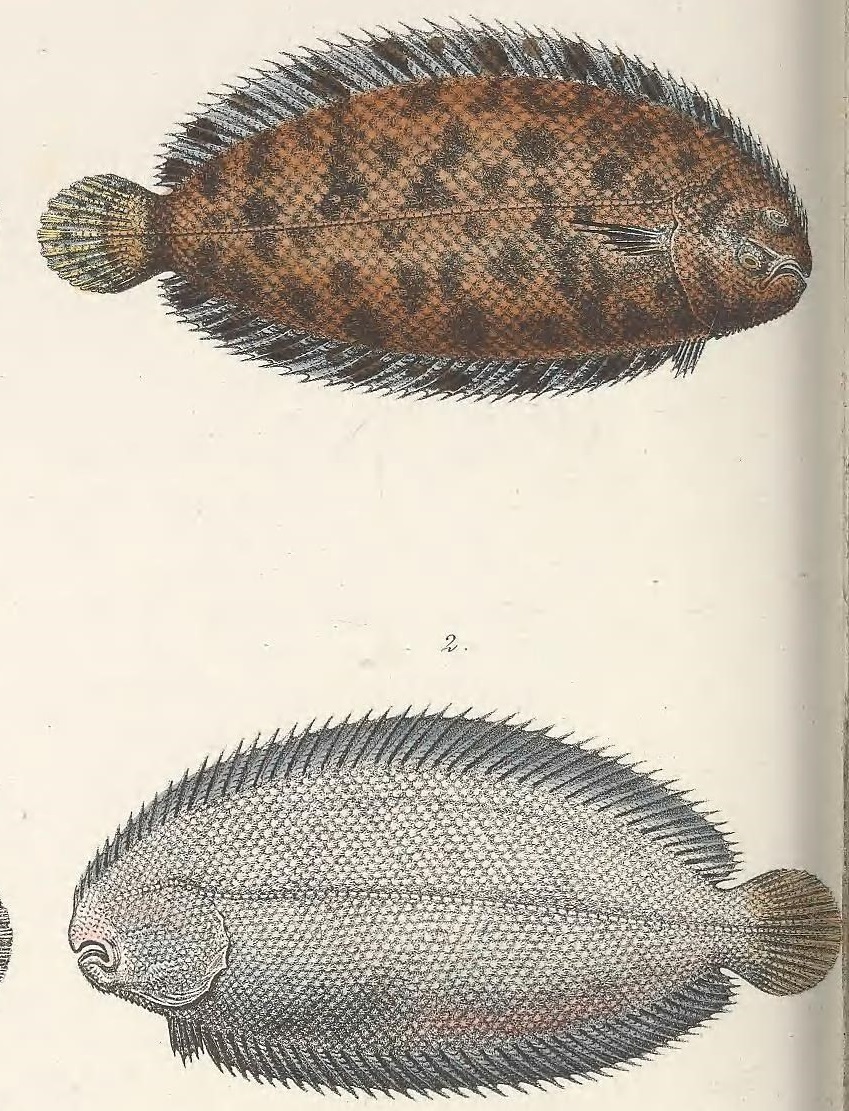 kucuk dil baligi (Monochirus hispidus) |commons:File:Monochirus hispidus.jpg