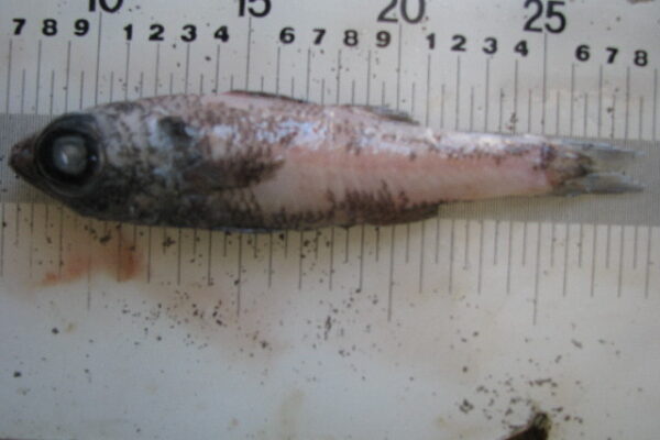 kucuk kardinal baligi (Epigonus telescopus) |commons:File:Epigonus telescopus.jpg