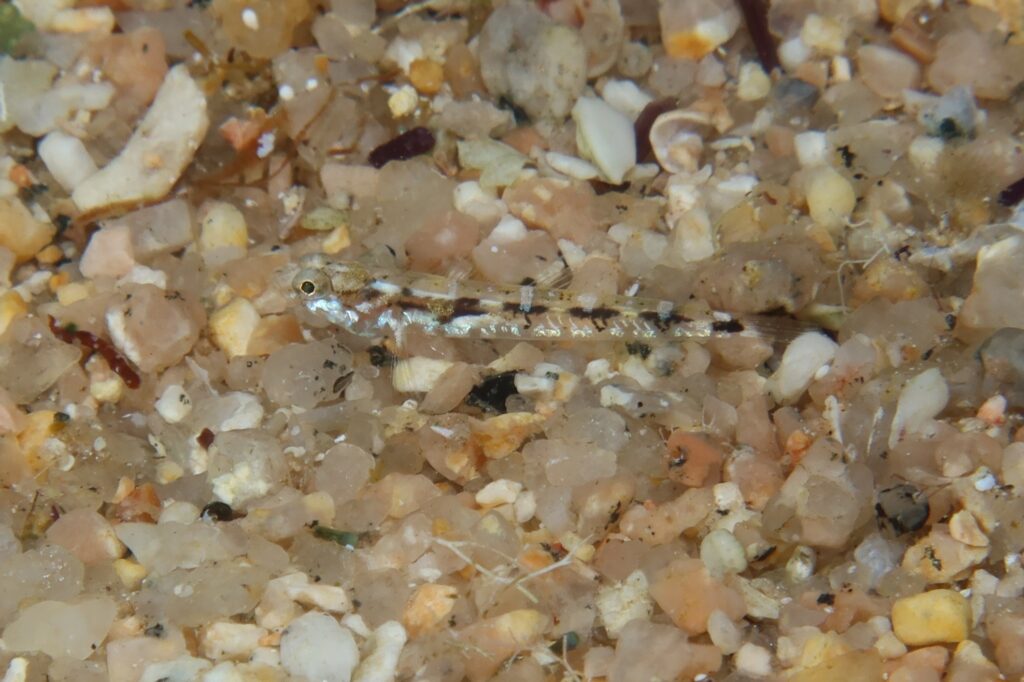 kucuk kaya baligi (Pomatoschistus bathi) |commons:File:Pomatoschistus bathi.jpg