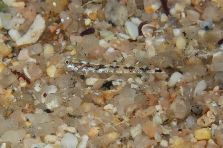 kucuk kaya baligi (Pomatoschistus bathi) |commons:File:Pomatoschistus bathi.jpg
