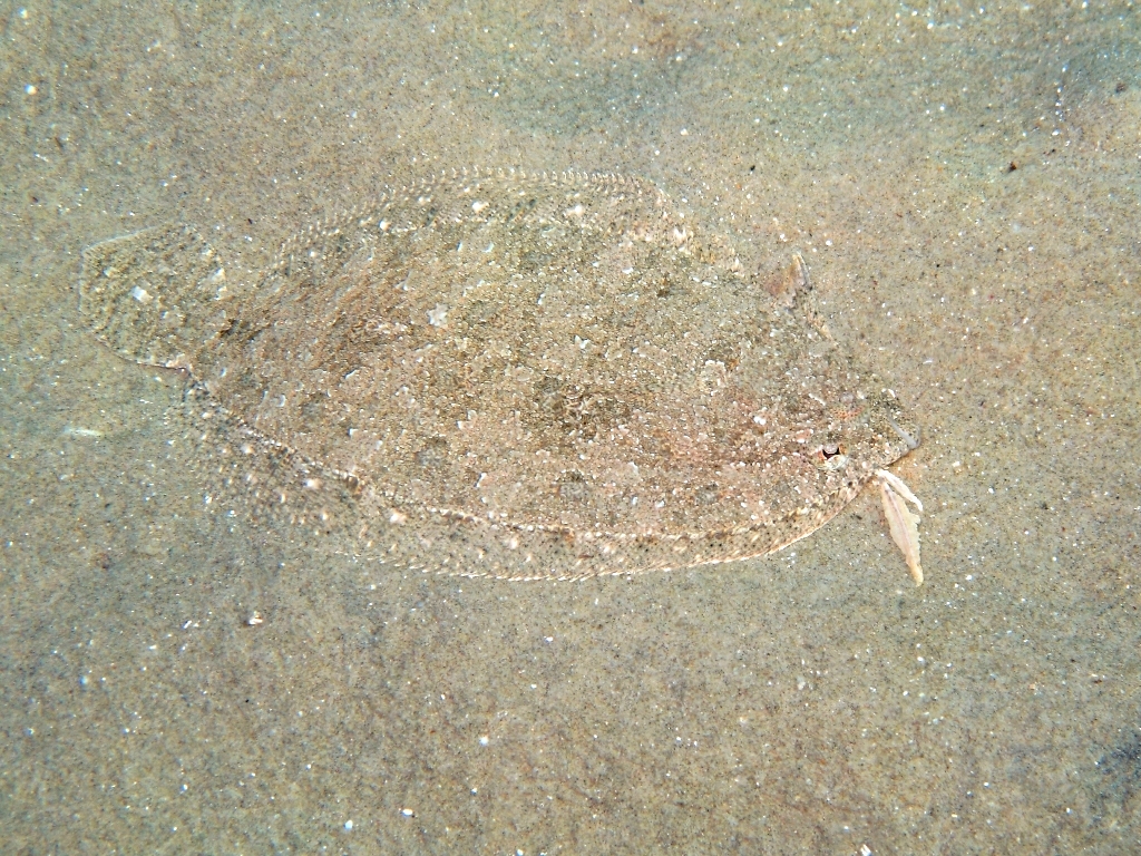 kucuk pisi baligi (Arnoglossus thori) |commons:File:Arnoglossus thori.jpg