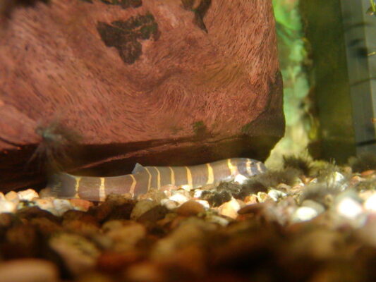 Kuhli Loach (Pangio kuhlii) |commons:File:Pangio kuhlii.jpg