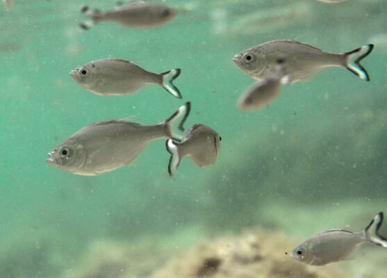 Kuhlia caudavittata (Kuhlia caudavittata) |commons:File:Kuhlia caudavittata, banc de juvéniles.JPG