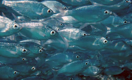 Kuhlia sandvicensis (Kuhlia sandvicensis) |commons:File:Kuhlia sandvicensis.jpg