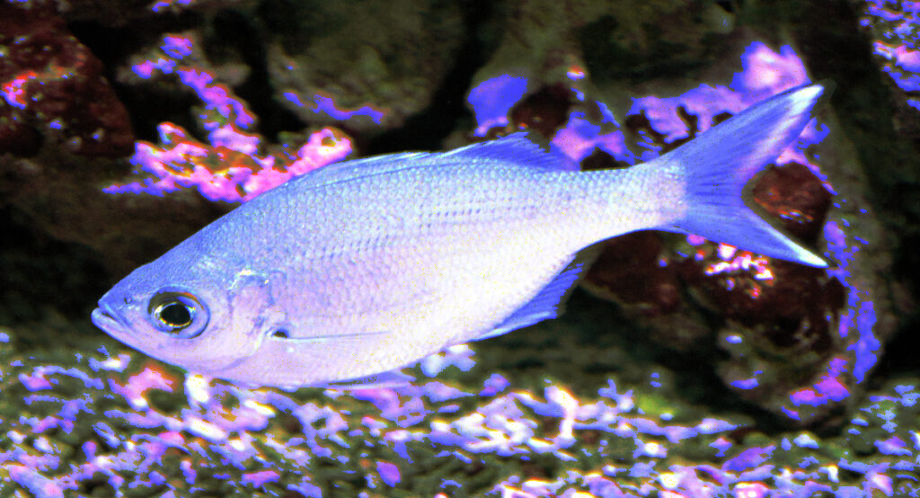 Kuhlia xenura (Kuhlia xenura) |commons:File:Kuhlia xenura.jpg